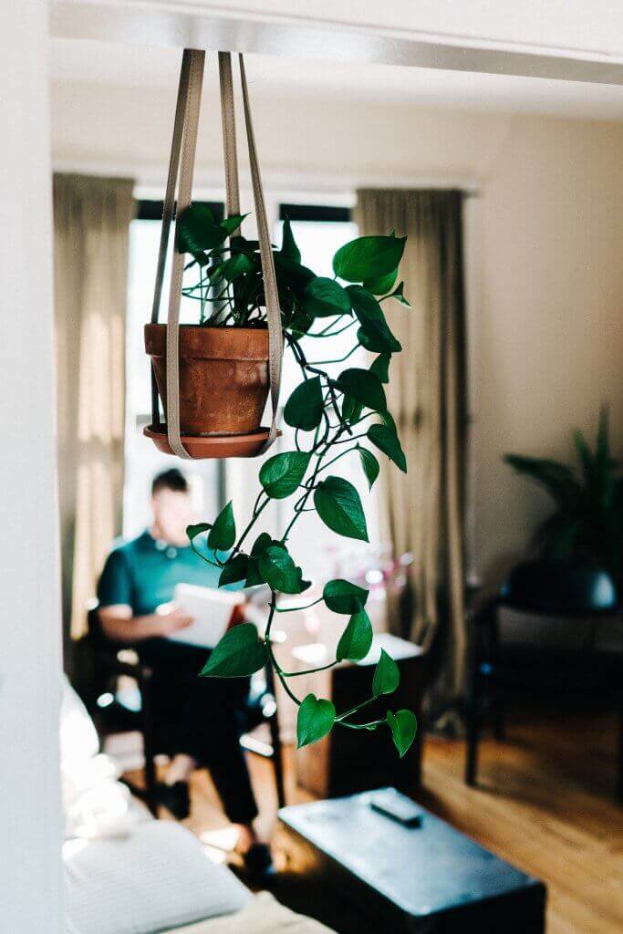 4 Easy and Beautiful Houseplants for Your Home-01