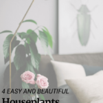 4 Easy Beautiful Houseplants For Home