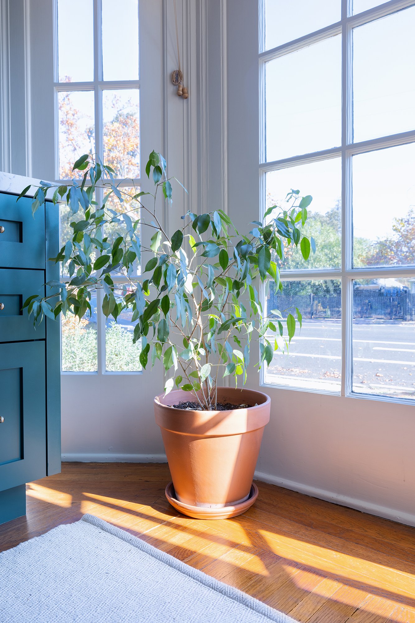 live-plant-in-front-of-big-windows-natural-elements