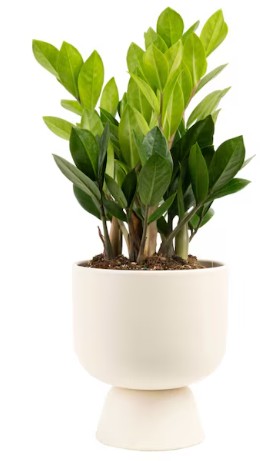 Costa Farms Zz Plant House Plant In 6 Inch(es) Pot 1 Pack
